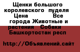 Щенки большого (королевского) пуделя › Цена ­ 25 000 - Все города Животные и растения » Собаки   . Башкортостан респ.